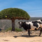 Socotra Island