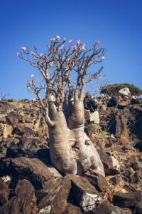 Socotra Island