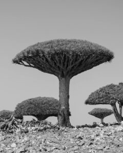 Socotra Island