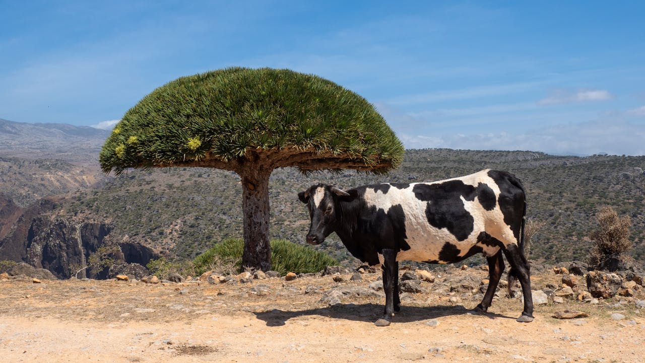 Socotra Island